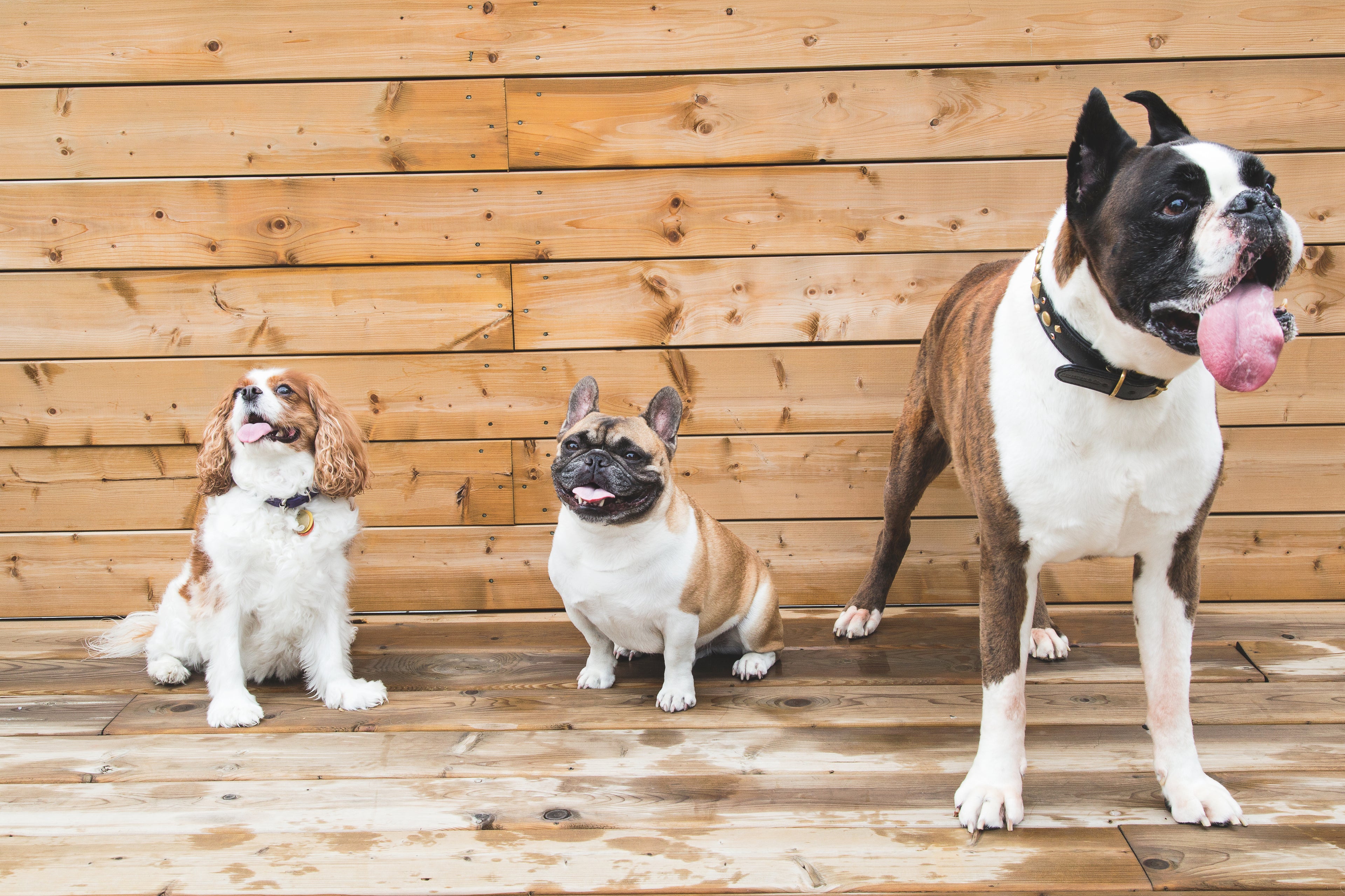 Three dogs sitting together - healthy dogs enjoying VitalPaws Organics freeze-dried treats